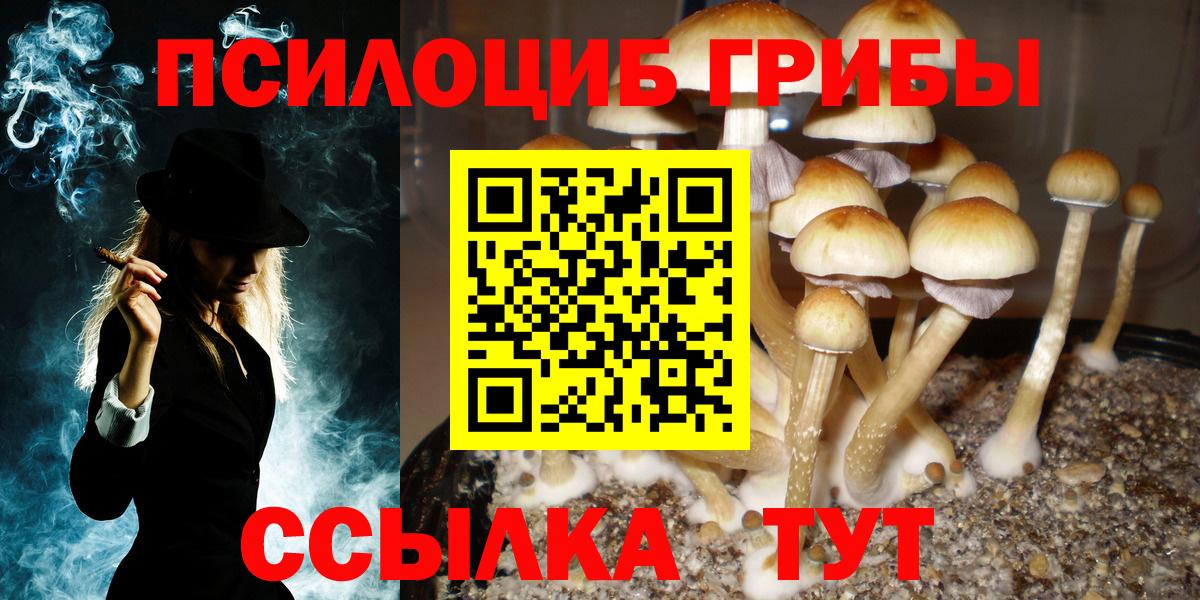 Галлюциногенные грибы Psilocybine cubensis Кемерово